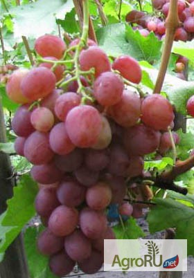 Фото 3. Саженцы и черенки винограда достойных сортов
