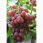 Саженцы и черенки винограда достойных сортов