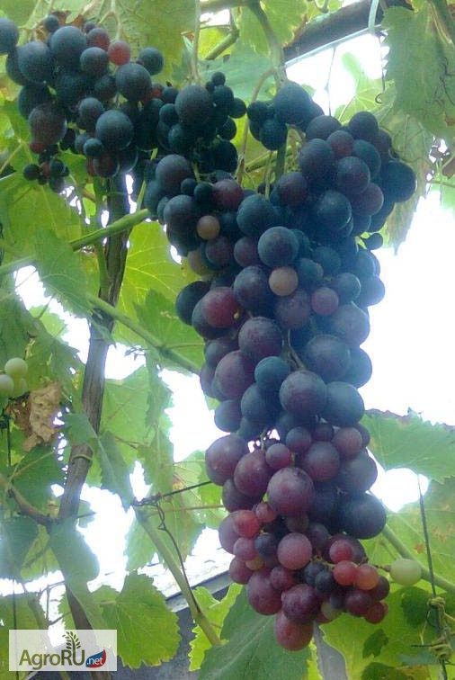 Фото 4. Саженцы и черенки винограда достойных сортов