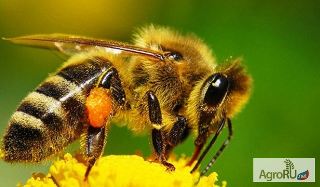 Пчёлы-Пчелопакеты