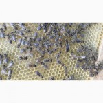 Пчёлы-Пчелопакеты