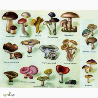 Куплю грибы