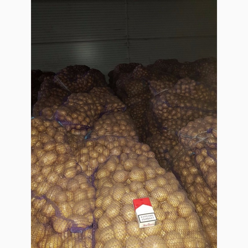 Фото 6. Продажа картофеля