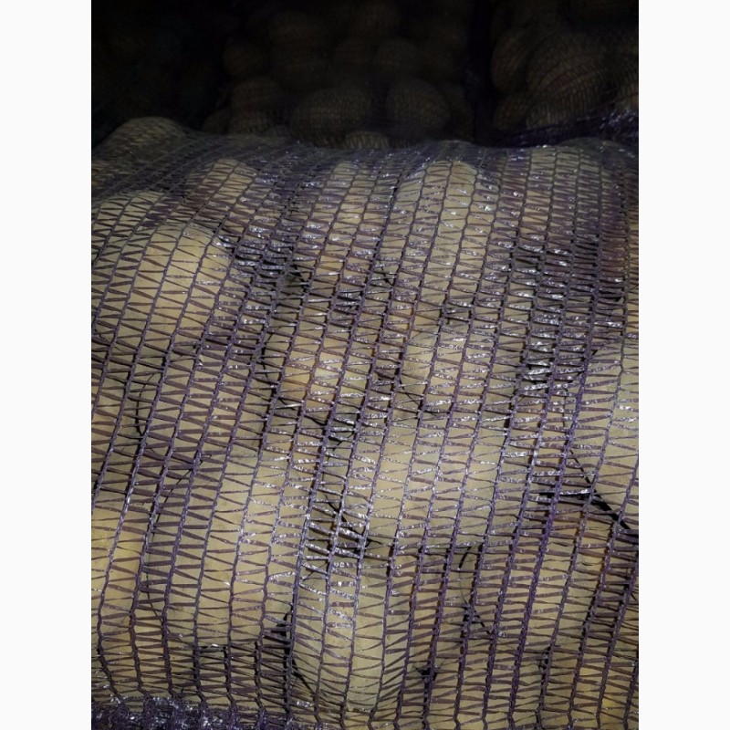 Фото 7. Продажа картофеля