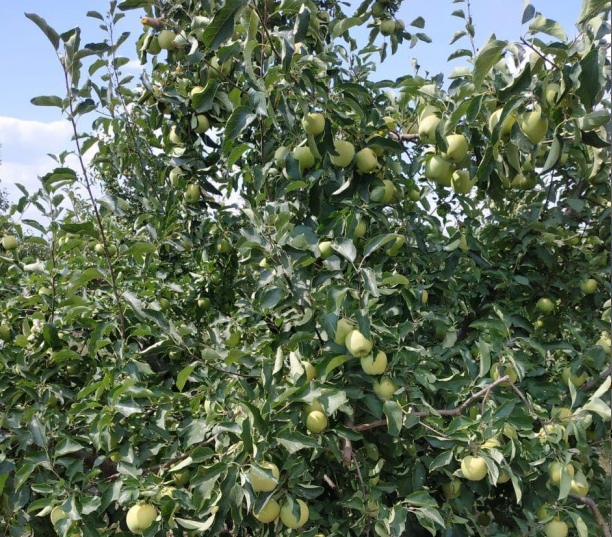 Фото 3. Яблоки урожай 2018 от производителя 60