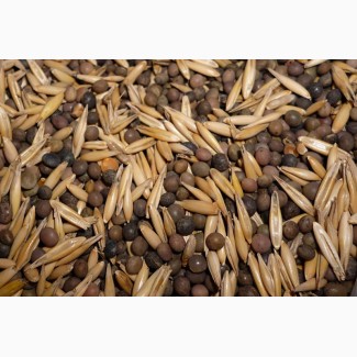 ООО НПП «Зарайские семена» реализует семена вико-овсяной смеси оптом и в розницу