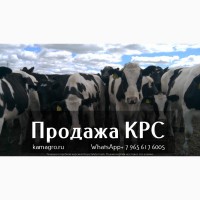 Продажа КРС живым весом молочного направления, Нетели, Коровы из России в Азербайджан