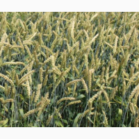Семена озимой мягкой пшеницы сорт Баграт ЭС/РС1