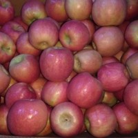 Яблоки оптом напрямую от фермера