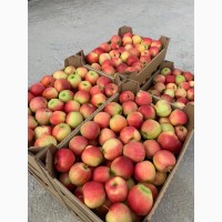 Яблоки оптом напрямую от фермера