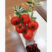 Производители свежих томатов