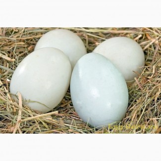 Инкубационное яйцо утки Мулард