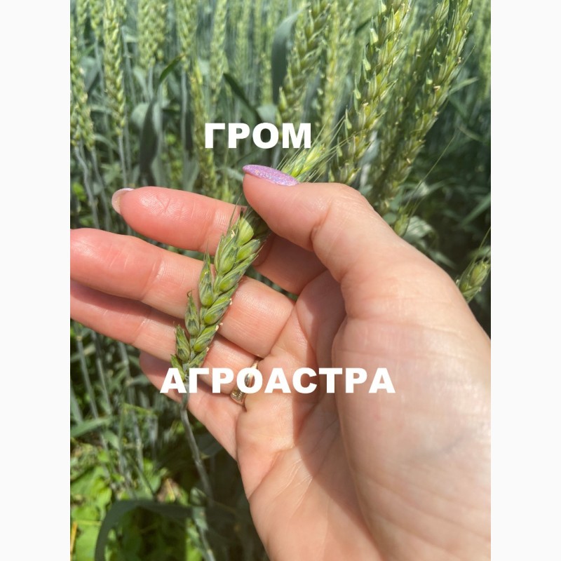 Фото 3. Семена озимой пшеницы краснодарской селекции ЭС