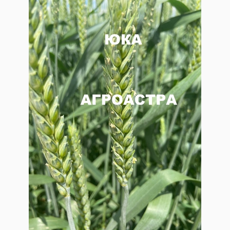 Фото 5. Семена озимой пшеницы краснодарской селекции ЭС