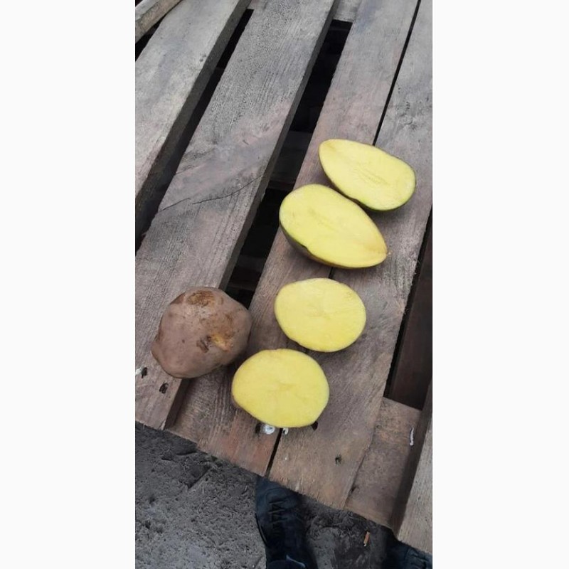 Фото 3. Борщовой набор - картофель, капуста, морковь, свекла, лук от производителя