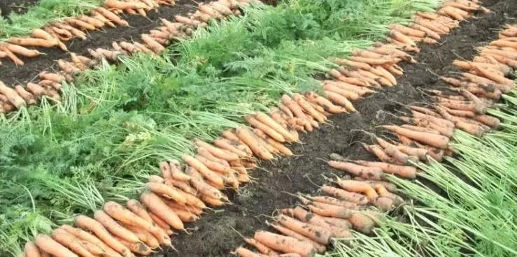 Фото 9. Борщовой набор - картофель, капуста, морковь, свекла, лук от производителя