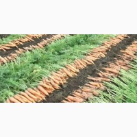 Борщовой набор - картофель, капуста, морковь, свекла, лук от производителя