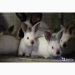 Кролики мясных пород - немецкий ризен и калифорнийцы