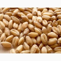 Пшеница и подсолнечник зерно фуражное в розницу