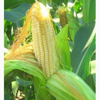 Гибриды семена Кукурузы (Syngenta, Pioneer, Monsanto, NS, Limagrain)