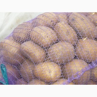 Продовольственный картофель оптом от 1 тонны