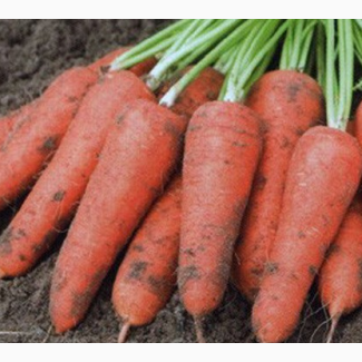 Продам морковь оптом от производителя