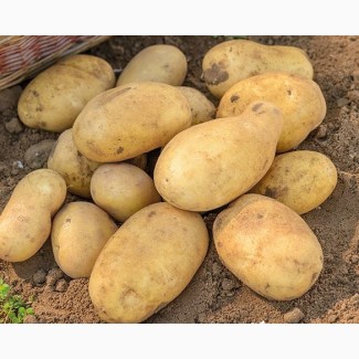 Картофель свежий урожай от производителя 5