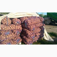 Картофель свежий урожай от производителя 5