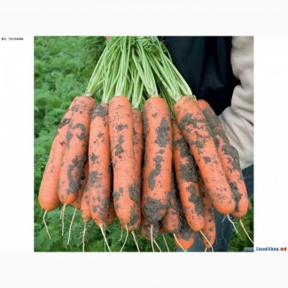 Морковь оптом