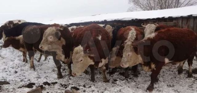 Фото 2. Телки, нетели, бычки герефорд, симентал, казахбелоголовой на Узбекистан, Киргизию