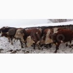 Телки, нетели, бычки герефорд, симентал, казахбелоголовой на Узбекистан, Киргизию