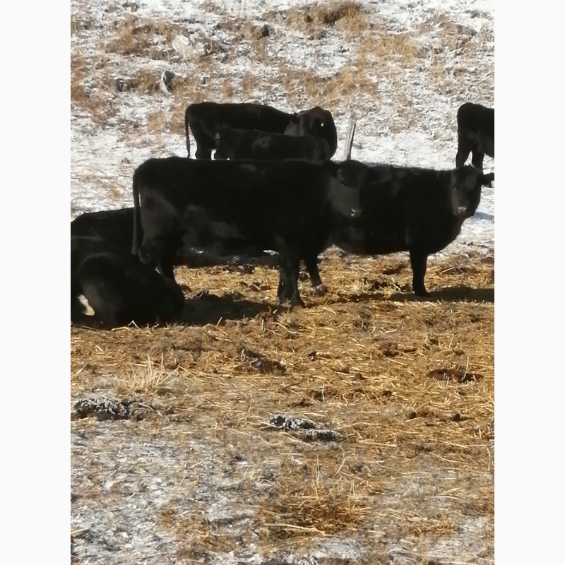 Фото 4. Телки, нетели, бычки герефорд, симентал, казахбелоголовой на Узбекистан, Киргизию