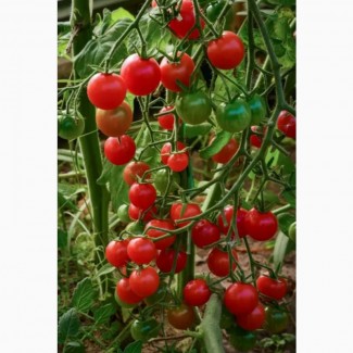 Семена томата-черри Хоровод