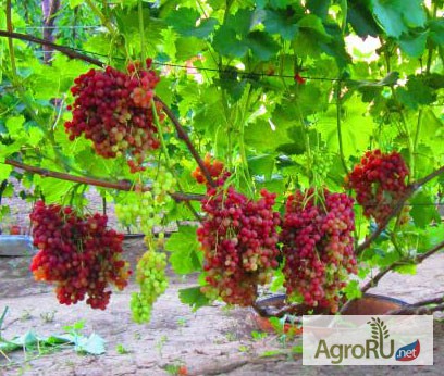 Фото 2. Саженцы кишмишных сортов и черенки винограда