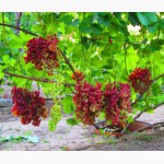 Саженцы кишмишных сортов и черенки винограда