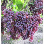 Саженцы кишмишных сортов и черенки винограда