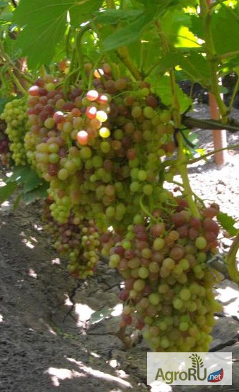 Фото 4. Саженцы кишмишных сортов и черенки винограда