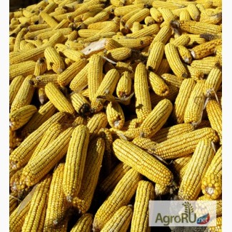 Семена кукурузы Краснодарский 291 Цена