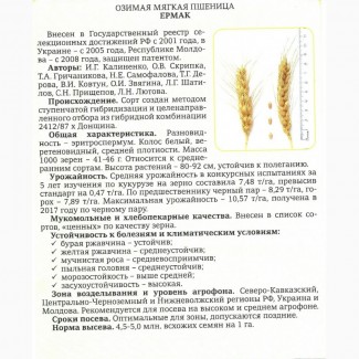 Семена Озимой пшеницы Ермак