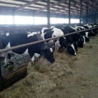 Продажа коров дойных, нетелей молочных пород в Ирак