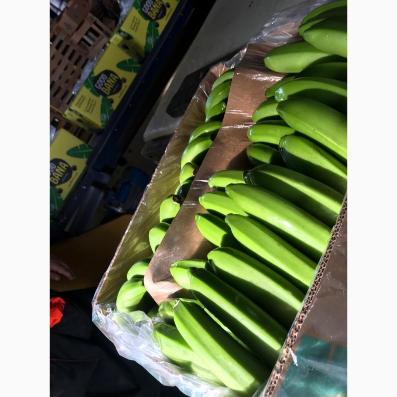 Фото 10. Предлагаем бананы из Эквадора и Коста Рика