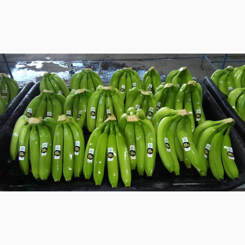 Фото 4. Предлагаем бананы из Эквадора и Коста Рика