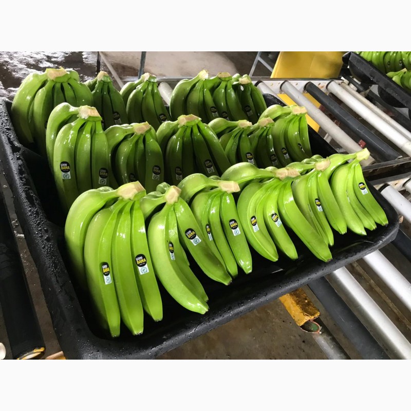 Фото 6. Предлагаем бананы из Эквадора и Коста Рика