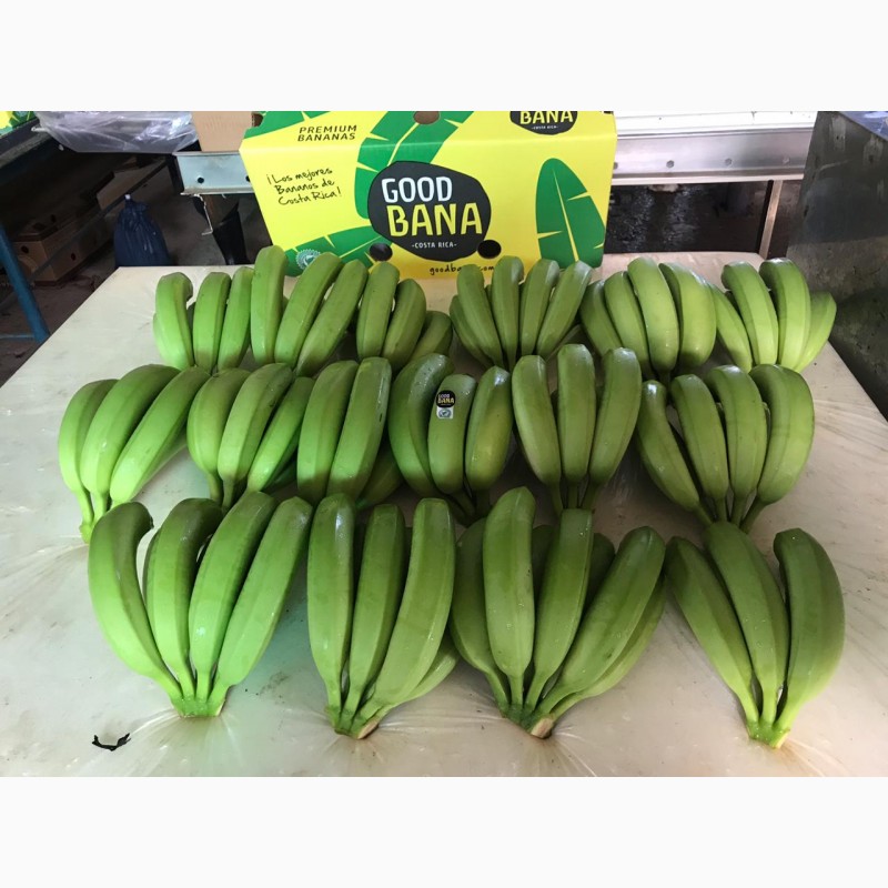Фото 9. Предлагаем бананы из Эквадора и Коста Рика