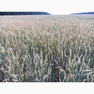 Семена озимой пшеницы Черноземка 130 ЭЛИТА