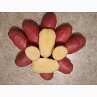 Красный картофель оптом от 3000кг