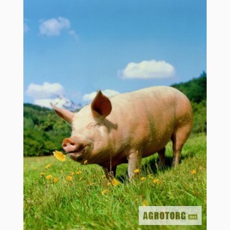 Закупка свиней живым весом