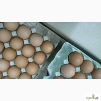 Яйцо куриное (оптом)