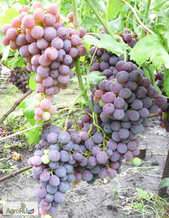 Саженцы и черенки винограда супер столовых сортов