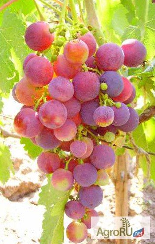 Фото 2. Саженцы и черенки винограда супер столовых сортов